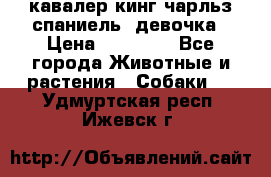  кавалер кинг чарльз спаниель -девочка › Цена ­ 45 000 - Все города Животные и растения » Собаки   . Удмуртская респ.,Ижевск г.